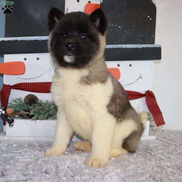 Precious, Akita Puppy